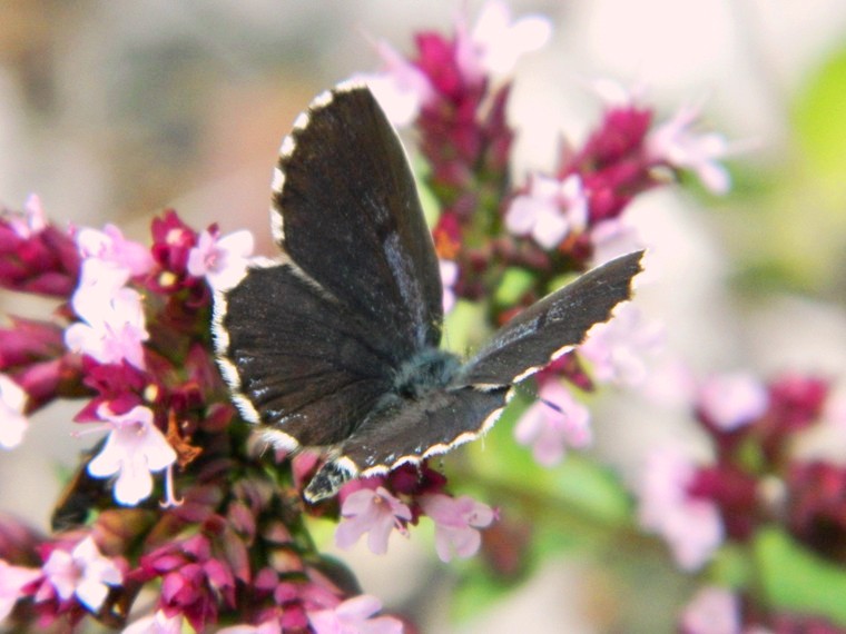 Scolitantides orion.